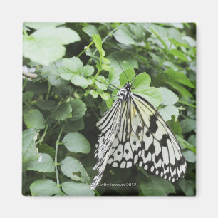 Papierdrachen-Schmetterling (Idee leuconoe) auf Magnet