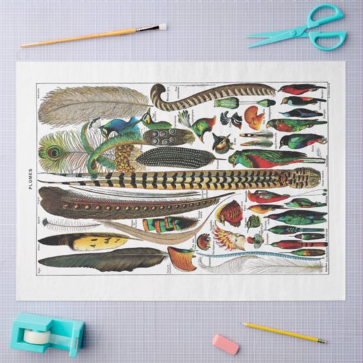 Papiere für die Papierspulenspalte in französische Seidenpapier (Basteln)