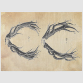 Papierentpackung Seidenpapier