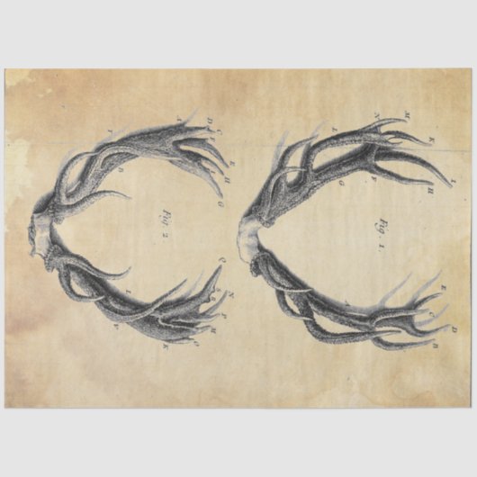 Papierentpackung Seidenpapier (Vorderseite)