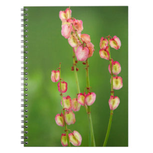 Papierherz (Rumex Woodii), Ukhahlamba Notizblock