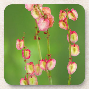 Papierherzen (Rumex Woodii), Ukhahlamba Getränkeuntersetzer