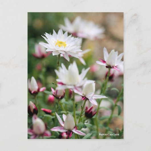 Papierkaskade [Postkarte] Postkarte (Vorderseite)