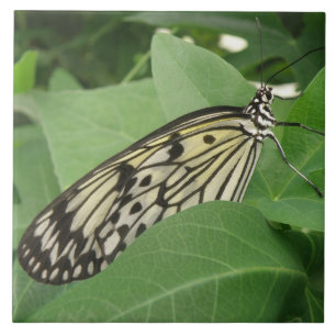 Papierkite Butterfly-Makrofolie Fliese