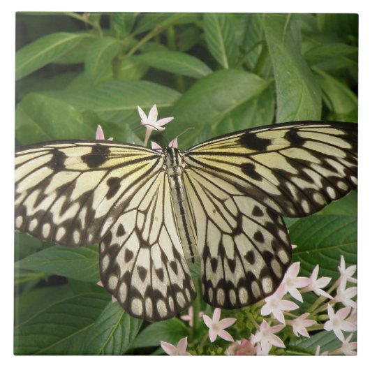 Papierkite Butterfly-Ziegel Fliese (Vorderseite)