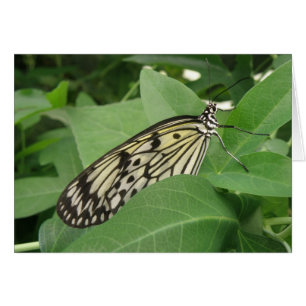 Papierkite-Makro-Grußkarte
