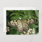 Papierkite-Schmetterling-Postkarte Postkarte (Vorne/Hinten)
