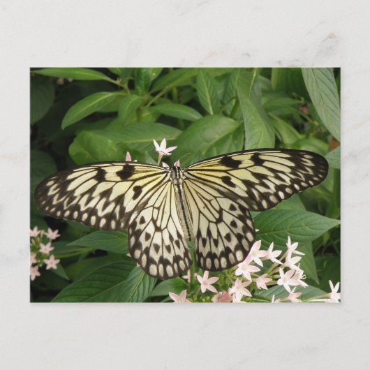 Papierkite-Schmetterling-Postkarte Postkarte (Vorderseite)