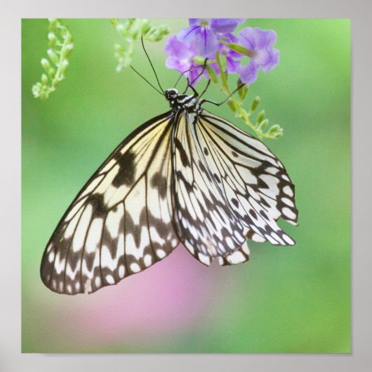 Papierkitt in grün und lila poster (Vorne)