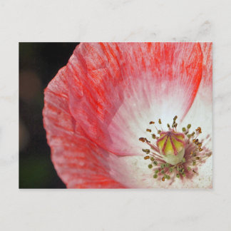 Papiermohn Postkarte