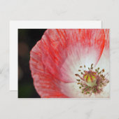 Papiermohn Postkarte (Vorne/Hinten)