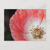 Papiermohn Postkarte (Vorderseite)