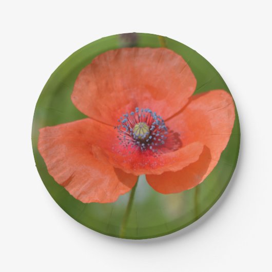 Papierplatte aus rotem Mohn Pappteller (Vorderseite)