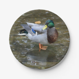 Papierplatte für Mallard-Ente (männlich) Pappteller