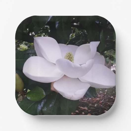 Papierplatte Pappteller (Vorderseite)