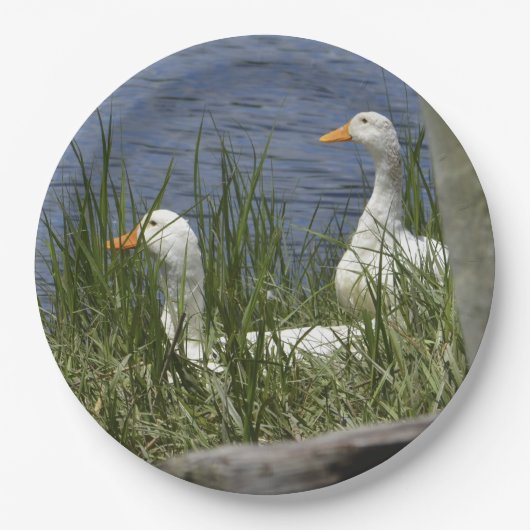 Papierplatte Pappteller (Vorderseite)