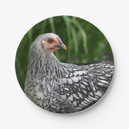 Papierplatte Pappteller (Vorderseite)