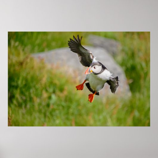 Papierposter mit fliegendem Papageitaucher Poster (Vorne)