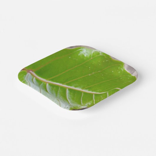 Papierquadrat mit Leaf-Design Pappteller (Gewinkelt)