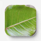 Papierquadrat mit Leaf-Design Pappteller (Vorderseite)