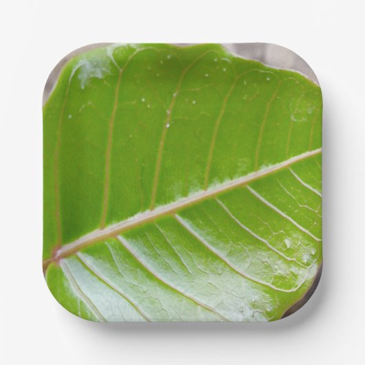 Papierquadrat mit Leaf-Design Pappteller (Vorderseite)