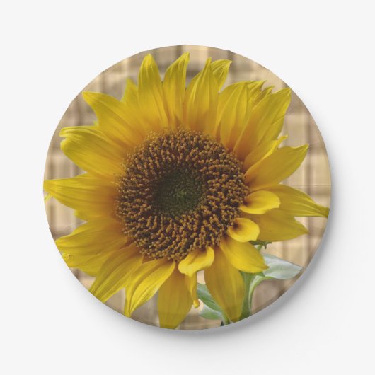 Papierschalen Sonnenblumen Pappteller (Vorderseite)