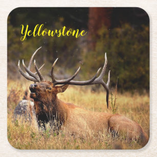 Papierset Yellowstone-Elch Rechteckiger Pappuntersetzer