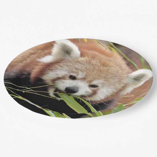 Papierteller Foto roter Panda. Panda roux. Tiere. (Schrägansicht)