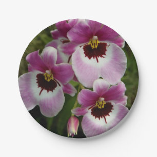 PapierTeller - Pansy-Orchidee