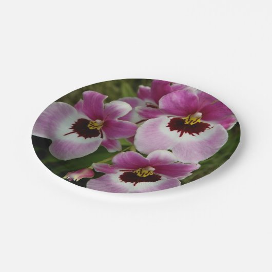 PapierTeller - Pansy-Orchidee (Schrägansicht)