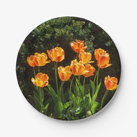 Papiertüte Pappteller (Vorderseite)