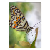 Papilio demoleus (Vorne)