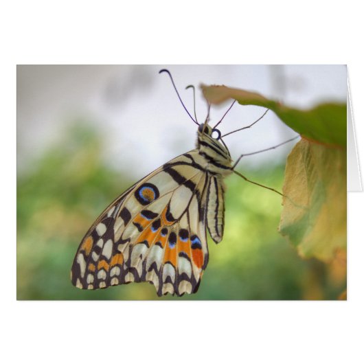 Papilio demoleus (Vorderseite (Horizontal))