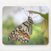 Papilio demoleus mousepad (Vorne)