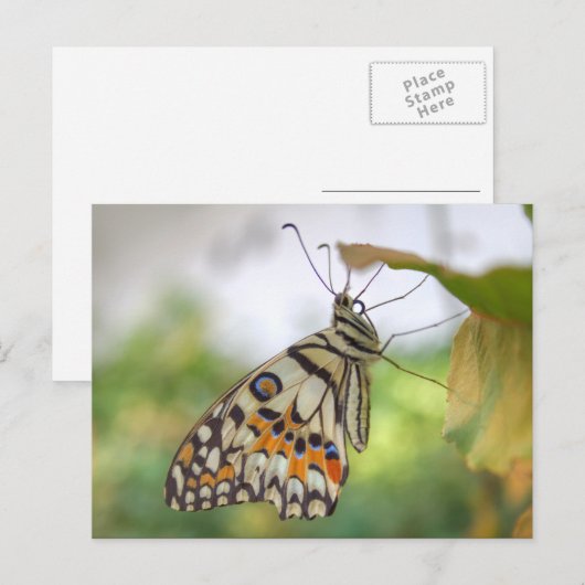 Papilio demoleus postkarte (Vorne/Hinten)