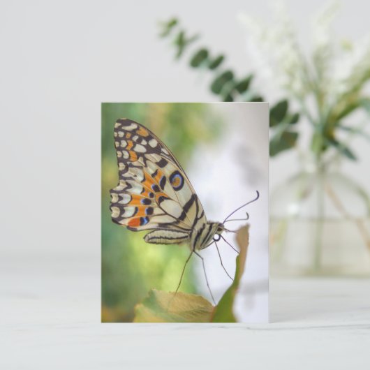 Papilio demoleus postkarte (Stehend Vorderseite)