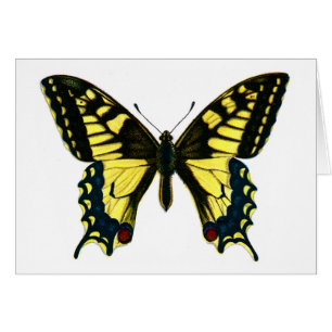 Papilio Machaon