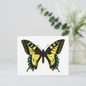 Papilio Machaon Postkarte (Stehend Vorderseite)
