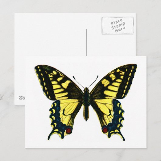 Papilio Machaon Postkarte (Vorne/Hinten)