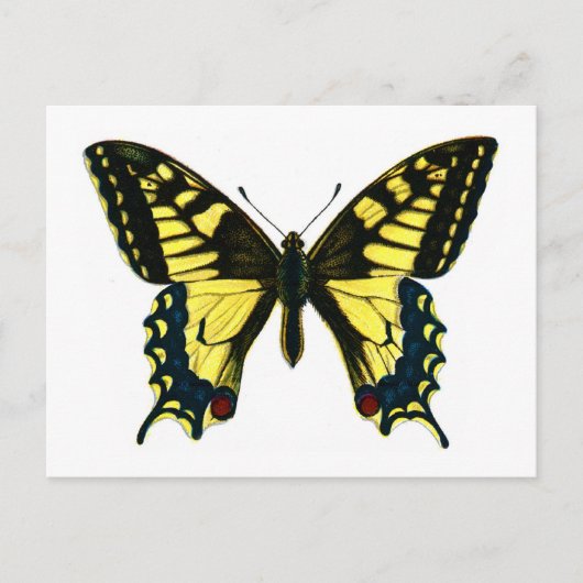 Papilio Machaon Postkarte (Vorderseite)