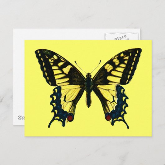 Papilio Machaon Postkarte (Vorne/Hinten)