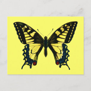 Papilio Machaon Postkarte