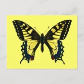 Papilio Machaon Postkarte (Vorderseite)