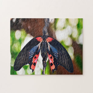 Papilio Rumanzovia Schmetterling. Puzzle