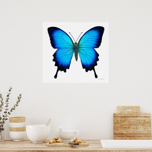 Papilio Ulysses Butterfly Poster (Küche)