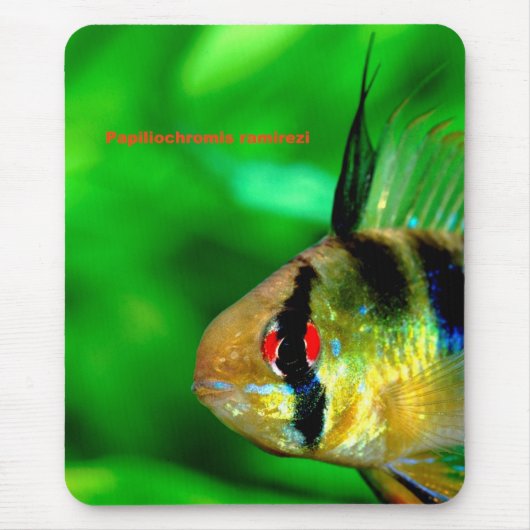 Papiliochromis ramireziの ス ド mousepad (Vorne)