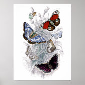 Papillen Poster (Vorne)