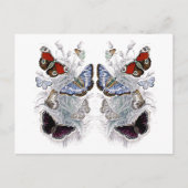 Papillen Postkarte (Vorderseite)