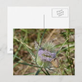 Papillen Postkarte (Vorne/Hinten)
