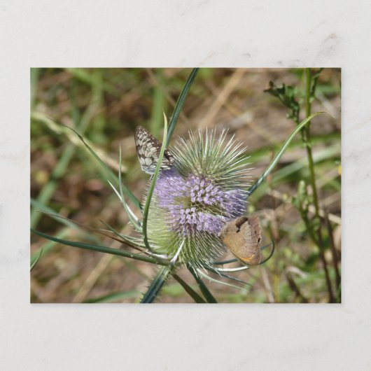 Papillen Postkarte (Vorderseite)